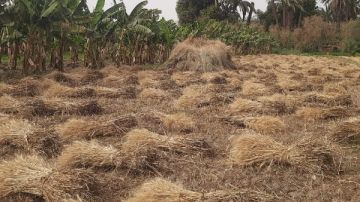 ارتفاع كميات القمح الموردة لصوامع وشون قنا إلى 57 ألف طن ارتفاع كميات القمح الموردة لصوامع وشون قنا إلى 57 ألف طن