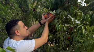 اتفضلوا معانا.. محمد دياب في مزارع الخوخ اتفضلوا معانا.. محمد دياب في مزارع الخوخ
