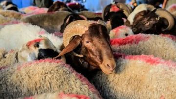 باقي أد إيه؟ موعد عيد الأضحى 2025.. وهذه أسعار الأضاحي