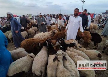 استقرار أسعار اللحوم في مطروح اليوم.. والضأن البرقي يتصدر المشهد