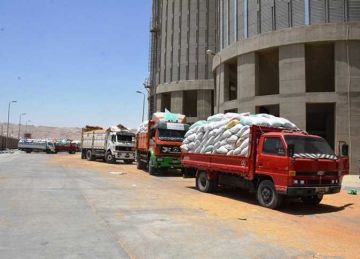 سوهاج: توريد 82 ألف طن قمح لشون وصوامع المحافظة وصرف مليار جنيه مستحقات للمزارعين