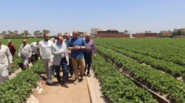 زراعة القليوبية: 6925 فدان فراولة تصدر للعالم.. ونطبق أحدث التقنيات النظيفة