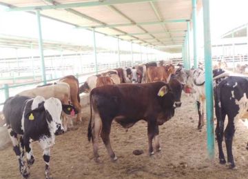 أسعار أضاحي عام 2025.. وموعد شوادر التموين لطرح الخراف والأبقار