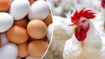 هل انخفض سعر كيلو الفراخ وكرتونة البيض؟.. مفاجأة للمواطنين هل انخفض سعر كيلو الفراخ وكرتونة البيض؟.. مفاجأة للمواطنين