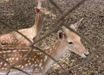 بـ 5 جنيهات.. حديقة حيوان الزقازيق تنهي استعداداتها لاستقبال الزوار في عيد الأضحى