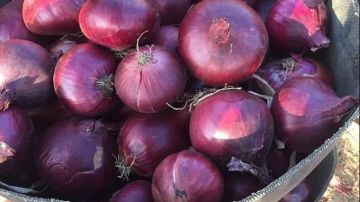 مش هيوصل لـ 100 جنيه.. حقيقة ارتفاع أسعار البصل خلال الأيام القادمة مش هيوصل لـ 100 جنيه.. حقيقة ارتفاع أسعار البصل خلال الأيام القادمة