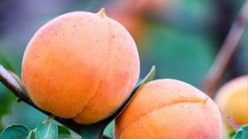 المشمش .. فاكهة ذهبية تحارب التجاعيد وتحمي القلب وتعزز المناعة