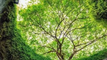 إنشاء غابة تفوق مساحة أمريكا الشمالية لخفض انبعاثات الكربون