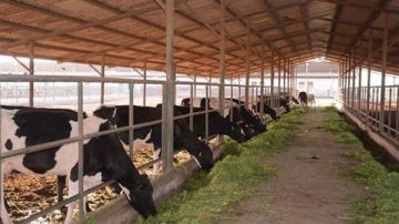 الزراعة: خطة احترازية لحماية الثروة الحيوانية بعد رصد حالات مصابة بالحمى القلاعية ببعض الدول