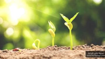 دراسة تكشف دور الانقلاب الصيفي في توقيت الإزهار.. والاحترار العالمي يهدد هذا التوازن