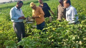 مكافحة الآفات تستهدف أكثر من 5.5 مليون فدان وزيارة أكثر من 655 منزل