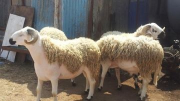 اشتريت الأضحية ثم أردت بيعها لحاجتي إلى المال.. دار الإفتاء تكشف الحكم