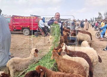 خبير أغذية يكشف محظورات يرتكبها بعض الأفراد خلال ذبح الأضاحي (تعرف عليها) خبير أغذية يكشف محظورات يرتكبها بعض الأفراد خلال ذبح الأضاحي (تعرف عليها)