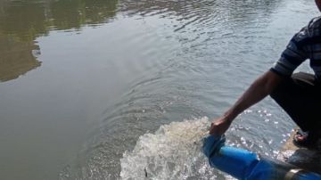 استزراع 3 ملايين زريعة أسماك بصان الحجر وبحر أبو الأخضر بالزقازيق استزراع 3 ملايين زريعة أسماك بصان الحجر وبحر أبو الأخضر بالزقازيق