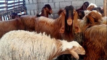 الأضحية وشروطها وكيفية توزيعها وآخر وقت لنحر أضحية العيد في أيام التشريق الأضحية وشروطها وكيفية توزيعها وآخر وقت لنحر أضحية العيد في أيام التشريق