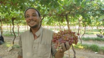 الذهب الأحمر.. بهجة وفرحة بين مزارعي جنوب سيناء بموسم جني العنب الفليم