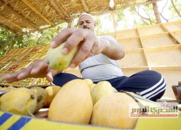  الزبدية بـ38 .. قائمة أسعار المانجو بسوق العبور للجملة اليوم السبت