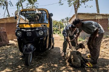 الذبح خارج المجازر في مصر... جريمة شحذتها العادة