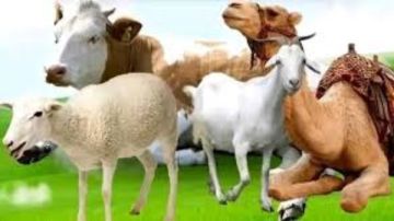 هل يجوز تقديم قيمة الأضحية نقدا للفقراء والمساكين؟.. الإفتاء تجيب