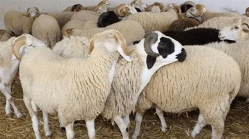 حكم ذبح الأضحية ليلا؟ دار الإفتاء توضح حكم ذبح الأضحية ليلا؟ دار الإفتاء توضح