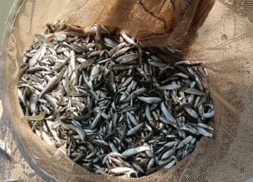 للنهوض بالثروة السمكية.. إطلاق 3 ملايين زريعة أسماك جديدة بصان الحجر والزقازيق للنهوض بالثروة السمكية.. إطلاق 3 ملايين زريعة أسماك جديدة بصان الحجر والزقازيق