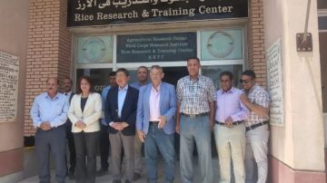 البحوث الزراعية بسخا تستقبل سفير سنغافورة للإطلاع على تجارب زراعة الأرز البحوث الزراعية بسخا تستقبل سفير سنغافورة للإطلاع على تجارب زراعة الأرز