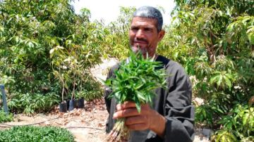 إنتاج متميز .. مزارع بـ طور سيناء ينجح فى زراعة الشاي الأخضر 