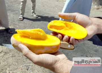  الفص بـ100 جنيه.. أسعار المانجو بـ سوق العبور اليوم الخميس