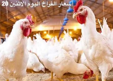 هبوط في أسعار الفراخ والبيض ببورصة الدواجن في مطروح اليوم