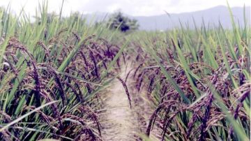 تحت ظروف خاصة.. المحاصيل الحقلية تبدأ في زراعة الأرز الأسود