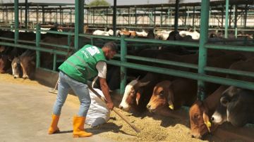 استعدادات مكثفة من مصر الخير لنشر فرحة الأضحى والاحتفال مع المستحقين في كافة محافظات مصر