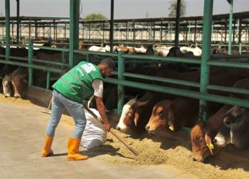 د. علي جمعة: حملة صك الأضحية تعكس التزام مصر الخير بدورها التنموي في بناء الإنسان