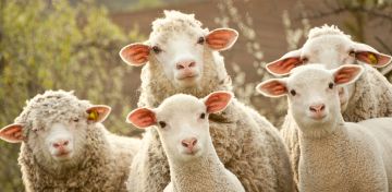 دعاء نحر الأضحية وماذا يقال وقتها؟.. 18 كلمة مأثورة عن النبي