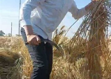 منذ بدء الحصاد.. توريد 488 ألف طن قمح لشون وصوامع المنيا