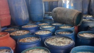 استعدادا لعيد الأضحى.. البيئة تفتش على 130 منشأة بالشرقية