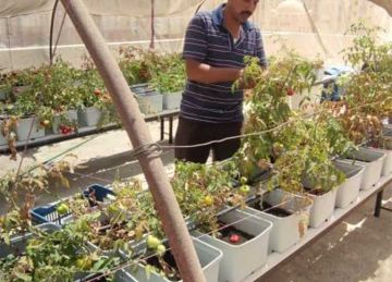 محافظة القاهرة تعلن نجاح تجربة زراعة أعلى أسطح 3 عقارات بالأسمرات (صور)