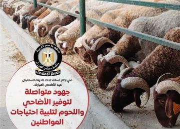 استعدادا لعيد الأضحى.. الحكومة توفر اللحوم بأسعار مناسبة لتلبية احتياجات المواطنين