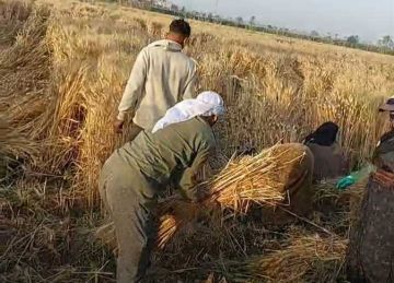 محافظ المنيا: استمرار أعمال توريد القمح بتوريد 510 آلاف طن منذ بدء موسم 2025