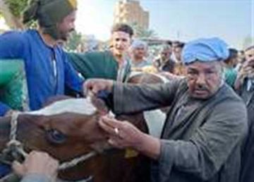 قبل ساعات من العيد .. الضأني والماعز يتصدران أسواق الأضاحي بالمنيا عام 2025 قبل ساعات من العيد .. الضأني والماعز يتصدران أسواق الأضاحي بالمنيا عام 2025