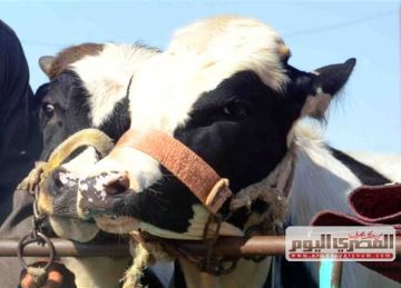 إيذاء للناس ومخالفة لأخلاق الإسلام.. دار الإفتاء توضح حكم ذبح الأضاحي في الشوارع