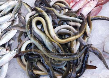  ثعبان البحر بـ500 .. أسعار الأسماك في محافظة دمياط اليوم الأربعاء 25 يونيو 2025