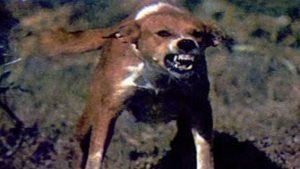 أخبار قنا.. كلب مسعور يعقر 8 أشخاص بفرشوط.. استئصال ورم كيسي معقد