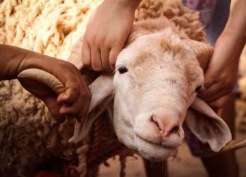 عيد الأضحى 2025.. فضل يوم النحر ولماذا سمى بيوم الحج الأكبر؟ عيد الأضحى 2025.. فضل يوم النحر ولماذا سمى بيوم الحج الأكبر؟