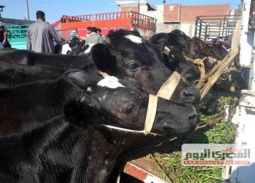 بكام سعر الكيلو القائم؟.. ارتفاع أسعار أضاحي عيد الأضحى بأسواق دمياط