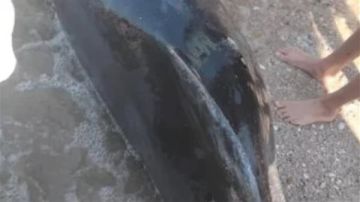 العثور على دولفين نافق على شاطئ بورفؤاد في بورسعيد