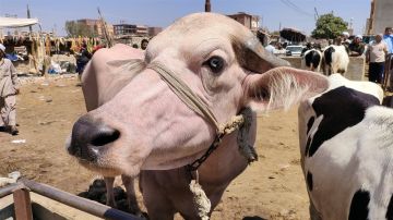 الزراعة: المشروع القومي للبتلو حجر الزاوية في تحقيق الاكتفاء الذاتي من اللحوم الحمراء الزراعة: المشروع القومي للبتلو حجر الزاوية في تحقيق الاكتفاء الذاتي من اللحوم الحمراء