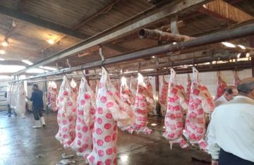 توزيع لحوم الأضاحي على 21 ألفا و680 أسرة بأسوان