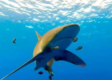 لمدة 48 ساعة.. وقف مؤقت لأنشطة الغوص بجزر الأخوين لاستكمال برنامج رصد أسماك القرش