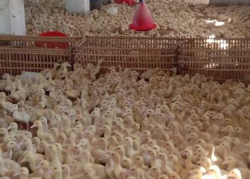 أسعار الدواجن في شمال سيناء اليوم الاثنين