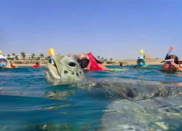  هيئة إقليمية عربية تشارك الاحتفاء باليوم العالمي للسلاحف.. وجهود لحمايتها والمحافظة عليها